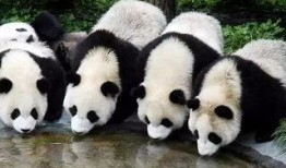 林嘟嘟大熊猫的最新爆料,最新动态与幕后故事大公开